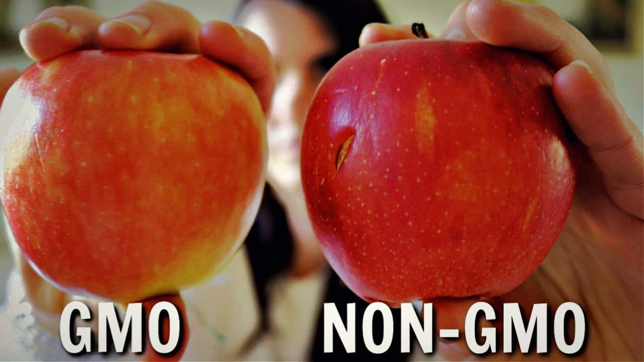 How to Tell the Difference Between GMO & Non-GMO Foods?